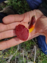 Xerocomellus dryophilus