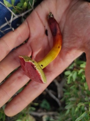 Xerocomellus dryophilus