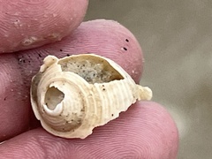 Semicassis granulata