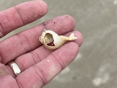 Semicassis granulata