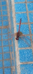 Trithemis