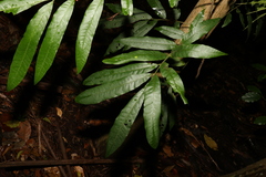Dysoxylum