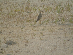 Oreopholus ruficollis
