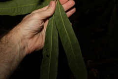 Dysoxylum