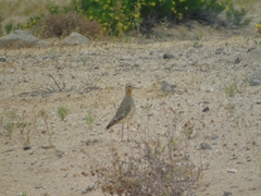 Oreopholus ruficollis