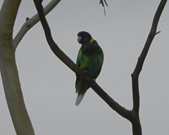 Barnardius zonarius semitorquatus