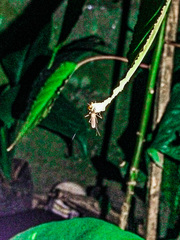 Acalolepta rusticatrix