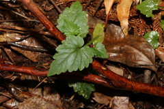 Lobelia trigonocaulis