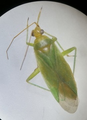 Orthotylus