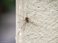 Dasylobus graniferus