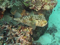 Cyclichthys spilostylus