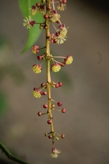 Codiaeum variegatum