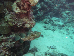 Cyclichthys spilostylus