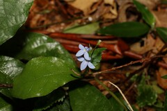 Lobelia trigonocaulis