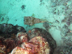 Cyclichthys spilostylus