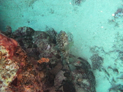 Cyclichthys spilostylus