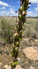Drimia elata