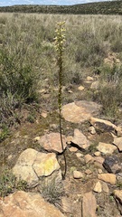 Drimia elata