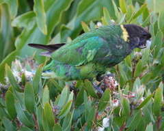 Barnardius zonarius semitorquatus
