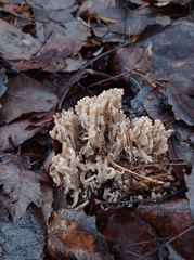 Clavulina coralloides