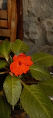 Balsaminaceae