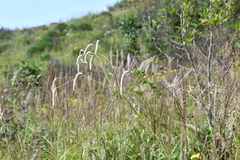 Sanguisorba parviflora