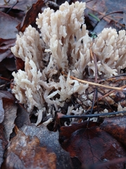 Clavulina coralloides