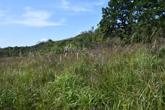 Sanguisorba parviflora
