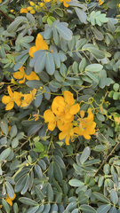 Senna pendula