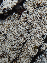 Henningsomyces candidus