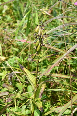 Epipactis thunbergii