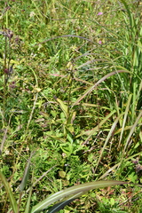 Epipactis thunbergii