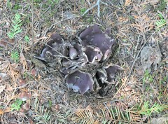 Sarcosphaera coronaria