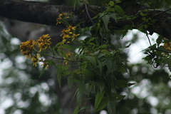 Bidens reptans
