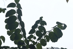 Comocladia macrophylla