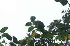 Comocladia macrophylla