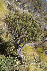 Melaleuca squamea