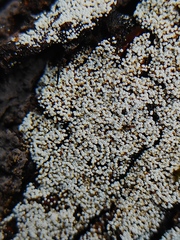 Henningsomyces candidus