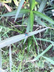 Chrysomya megacephala