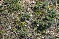 Teucrium pseudochamaepitys