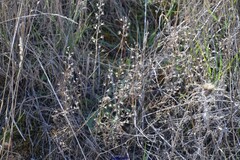 Teucrium pseudochamaepitys