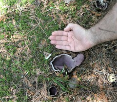 Sarcosphaera coronaria