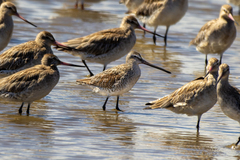 Limnodromus semipalmatus