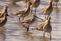 Limnodromus semipalmatus