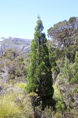 Athrotaxis cupressoides