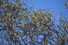 Rhamnus lycioides