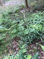 Chrysomya megacephala