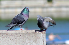 Columba livia
