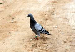 Columba livia