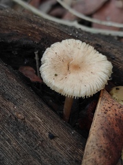 Leucoinocybe lenta